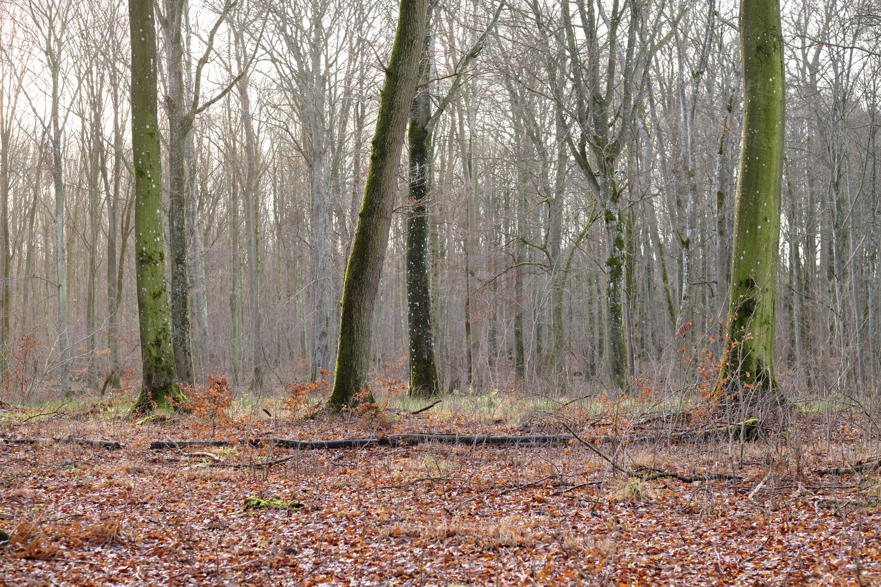 Buy stock photo Trees and forests of all types and seasons