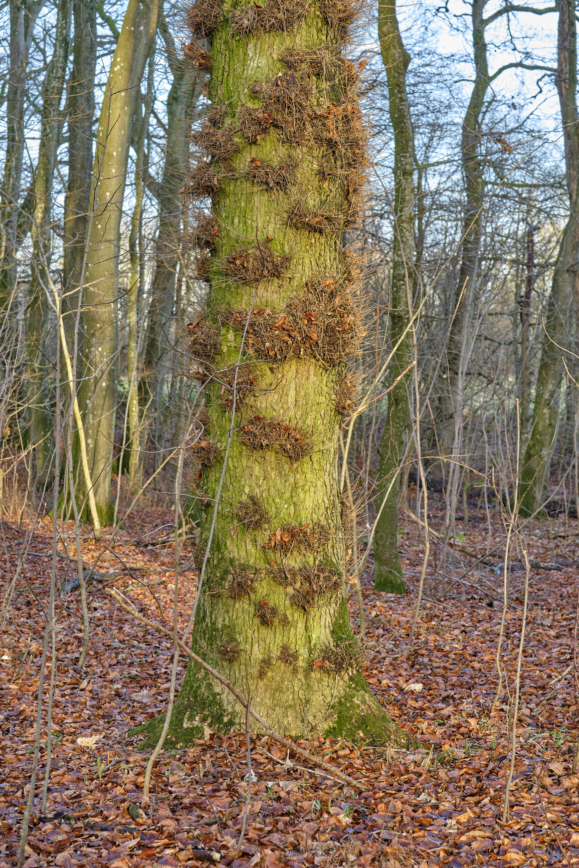 Buy stock photo Trees and forests of all types and seasons