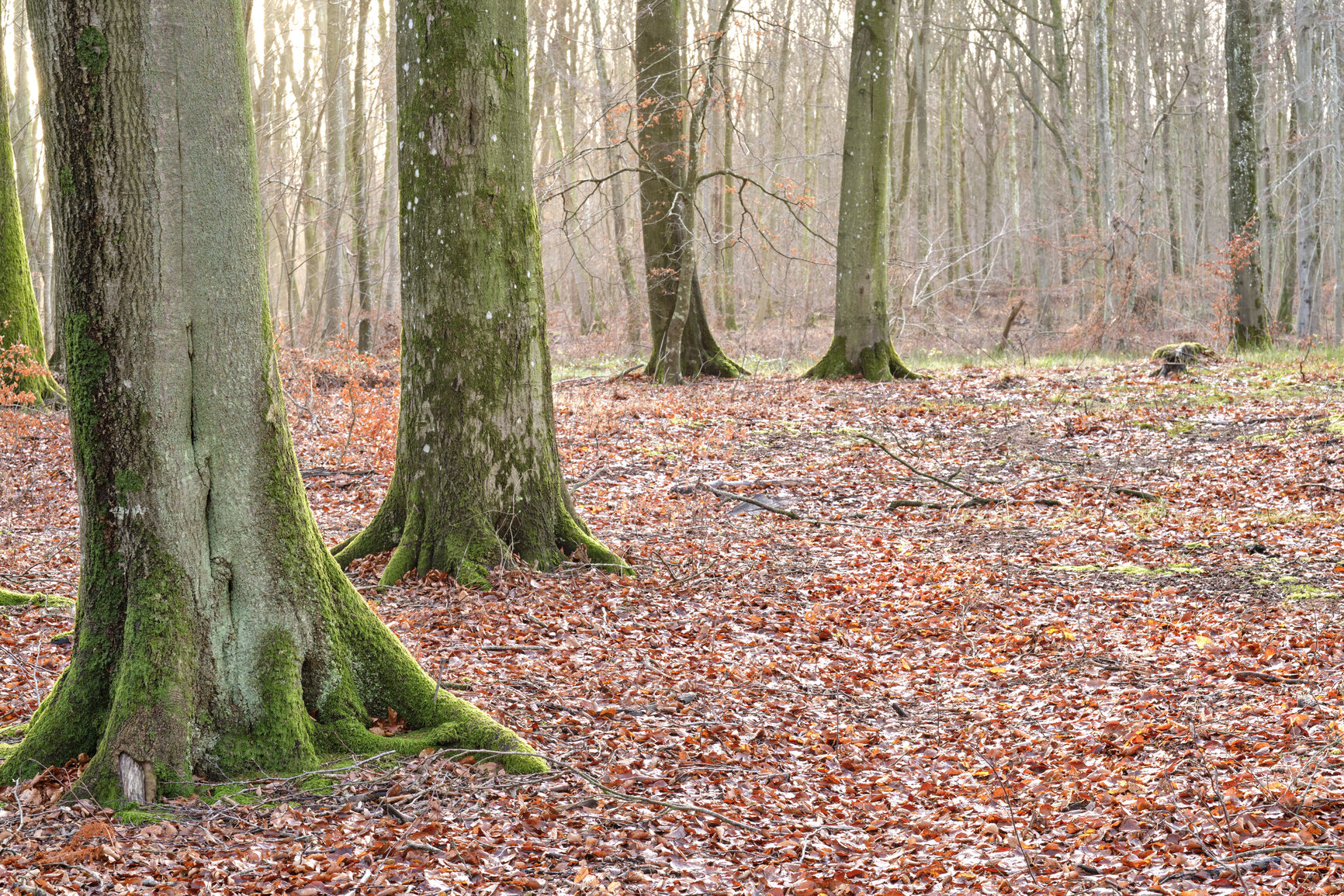 Buy stock photo Trees and forests of all types and seasons