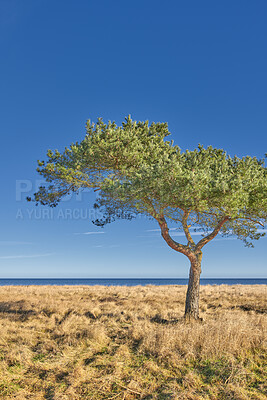 Buy stock photo Trees and forests of all types and seasons