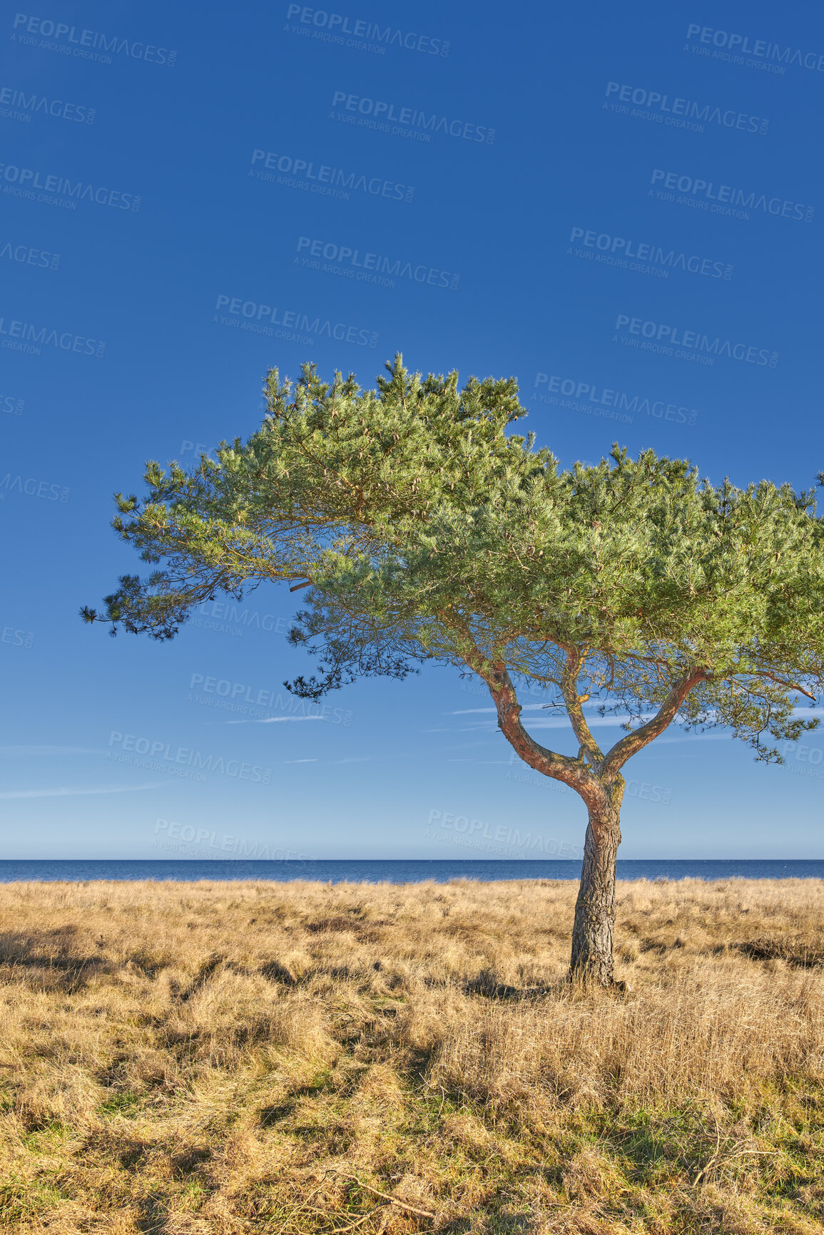 Buy stock photo Trees and forests of all types and seasons