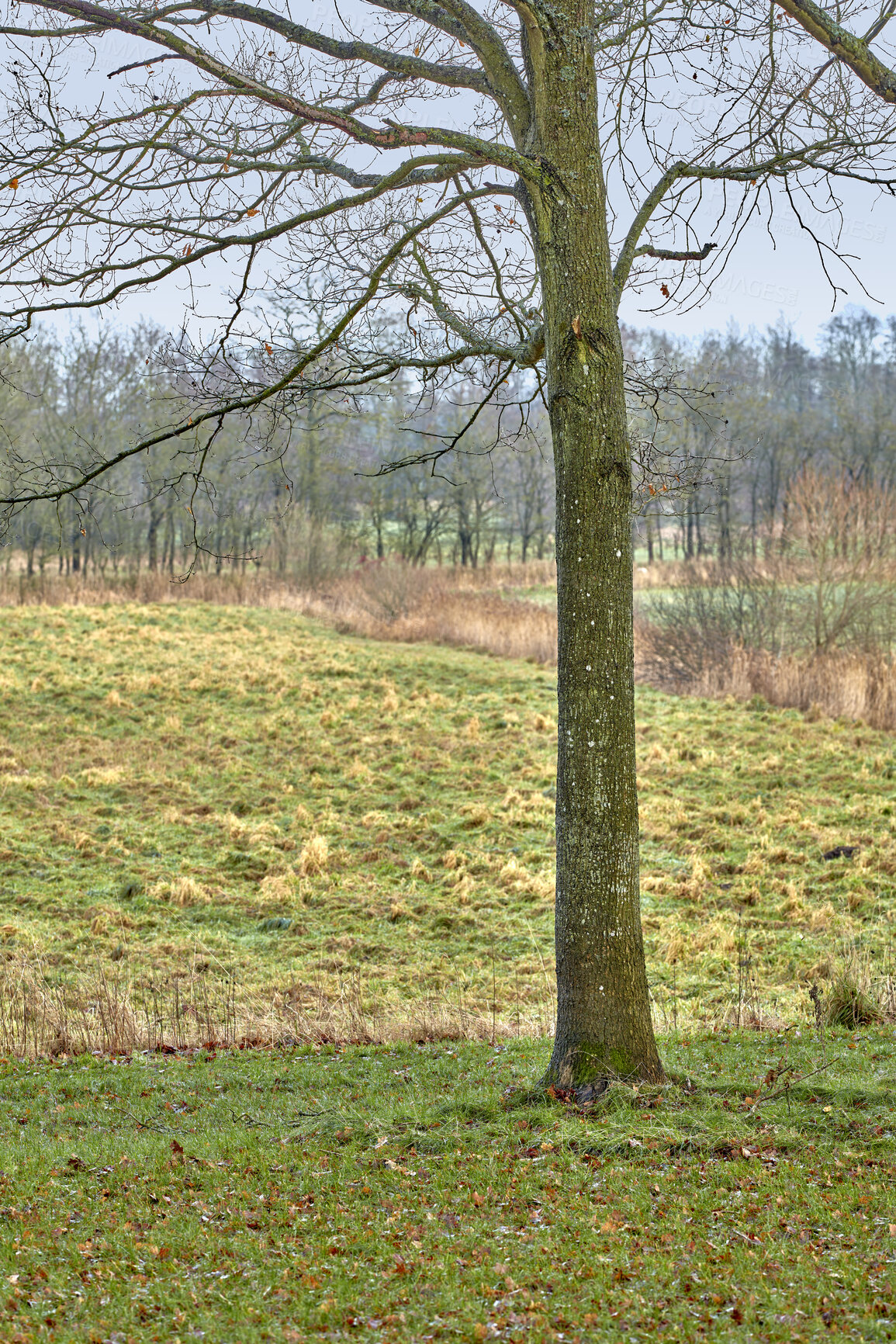 Buy stock photo Trees and forests of all types and seasons