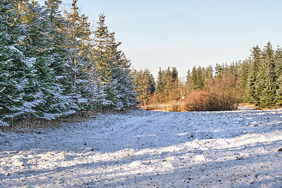 Buy stock photo Trees and forests of all types and seasons