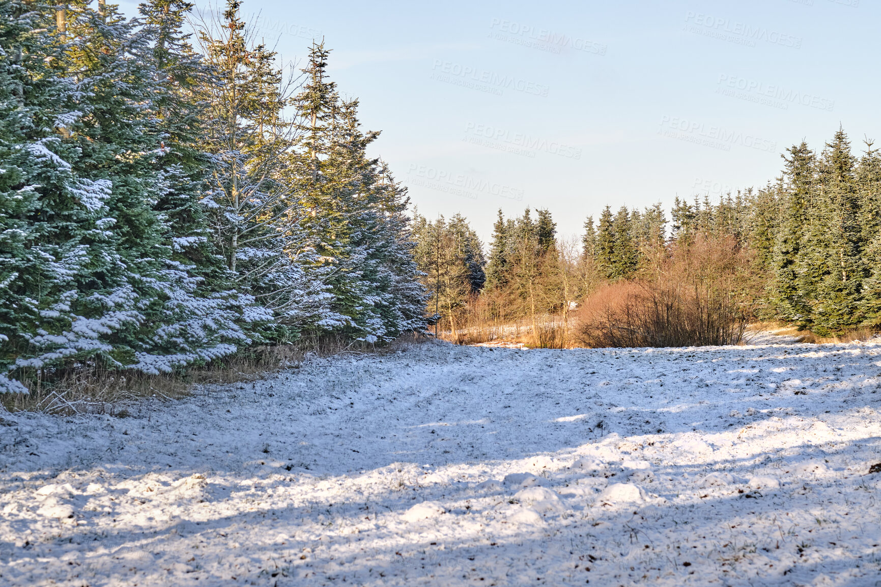 Buy stock photo Trees and forests of all types and seasons