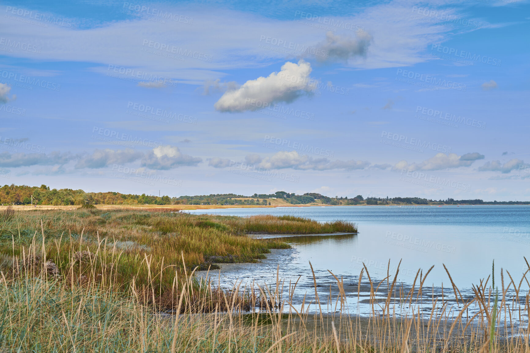 Buy stock photo Landscape of sea, lake or coast against sky background with clouds and copy space. Swamp with reeds and wild grass growing at an empty lake outside. Peaceful, calm and beautiful scenic view in nature