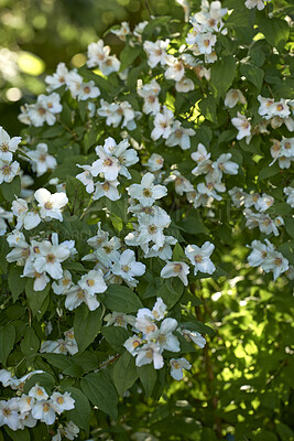 Buy stock photo A series of beautiful garden photos