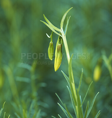 Buy stock photo Budding flowers against a natural green background in nature during spring. Coral lily flowering plant getting ready to blossom while growing in a forest. Beautiful little flowerbuds with green leafs