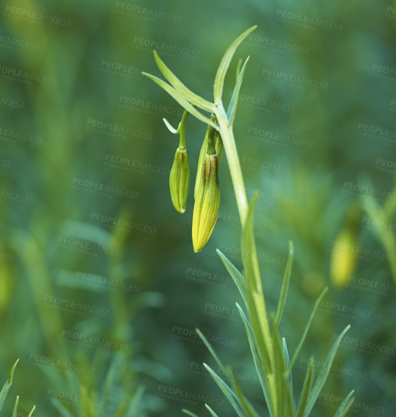 Buy stock photo Budding flowers against a natural green background in nature during spring. Coral lily flowering plant getting ready to blossom while growing in a forest. Beautiful little flowerbuds with green leafs