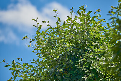 Buy stock photo A series of beautiful garden photos