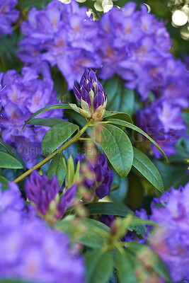 Buy stock photo Beautiful, pretty and colorful flowers in a peaceful green garden with bokeh. Zoom in on purple Rhododendron floral patterns and soft texture of blooming petals in a meadow on a field or forest 