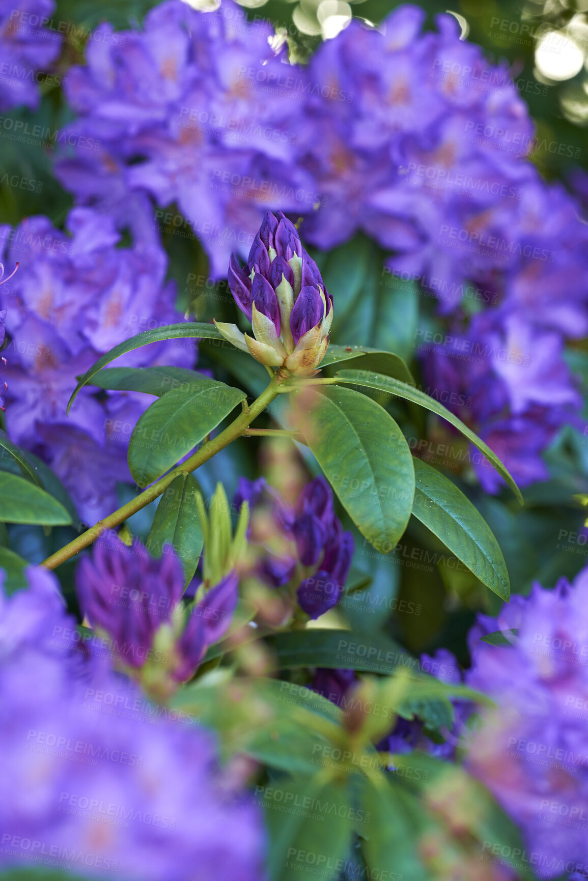 Buy stock photo Beautiful, pretty and colorful flowers in a peaceful green garden with bokeh. Zoom in on purple Rhododendron floral patterns and soft texture of blooming petals in a meadow on a field or forest 