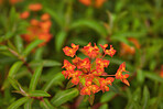 Beautiful flowers in my garden