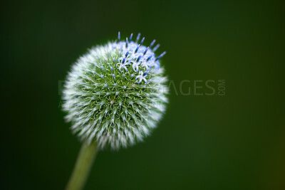 Buy stock photo A series of beautiful garden photos