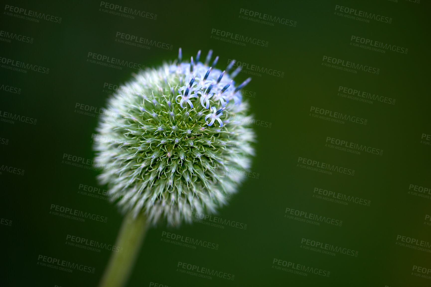 Buy stock photo A series of beautiful garden photos