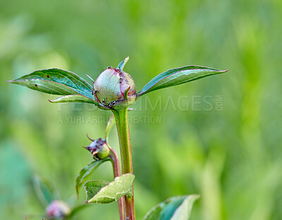 Buy stock photo Budding, sprouting and blooming flowers growing in a garden or nature park. Closeup of peony flowering plant with green leaves maturing outdoors against blurred green background with copy space 