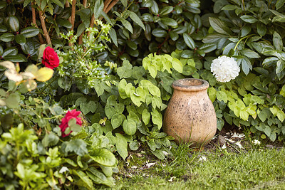 Buy stock photo Beauty, fresh and green nature with colorful white and red roses in a garden on a sunny day. Relaxing, calm and quiet zen with beautiful tree Peony flowers in a peaceful, lush backyard shrub