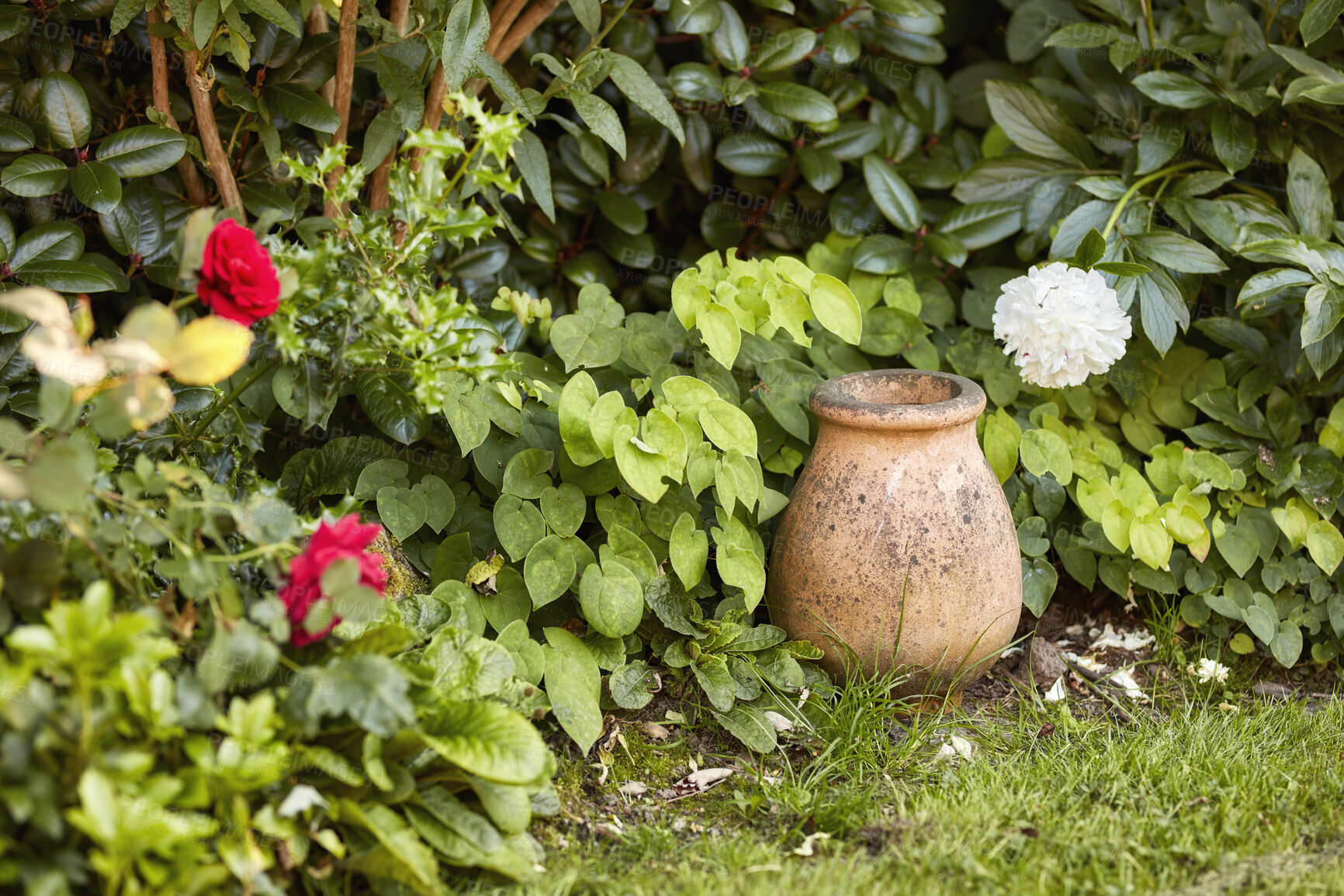 Buy stock photo Beauty, fresh and green nature with colorful white and red roses in a garden on a sunny day. Relaxing, calm and quiet zen with beautiful tree Peony flowers in a peaceful, lush backyard shrub