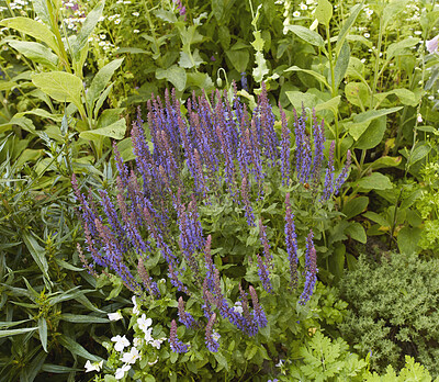 Buy stock photo Purple, colourful and vibrant spring flowers blooming in a lush green home garden or backyard. Closeup, texture and detail of woodland sage plants flowering in a landscaped yard as decorative flora