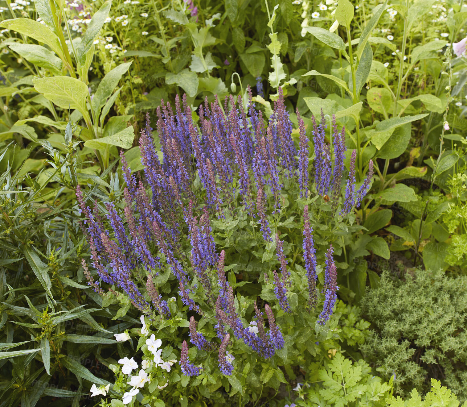 Buy stock photo Purple, colourful and vibrant spring flowers blooming in a lush green home garden or backyard. Closeup, texture and detail of woodland sage plants flowering in a landscaped yard as decorative flora