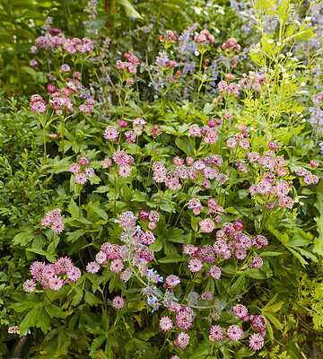 Buy stock photo Beautiful, pretty and colorful fresh flowers growing in a green garden on a peaceful, sunny day. Many purple greater masterwort in harmony with nature, tranquil wild blooms in a zen, quiet backyard