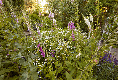 Buy stock photo A photo of the garden in summertime