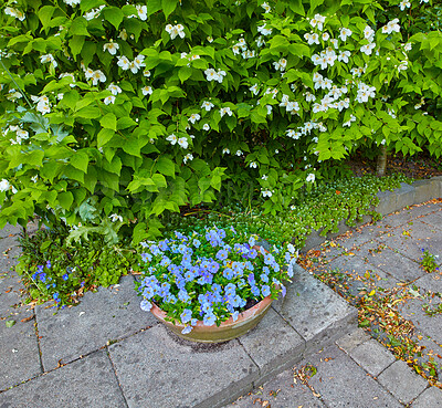 Buy stock photo Beautiful, colorful and fresh garden flowers and green plants in home backyard in summer. Texture detail of blue petunias, white mock orange and a hedge in a private, relaxing and secluded courtyard