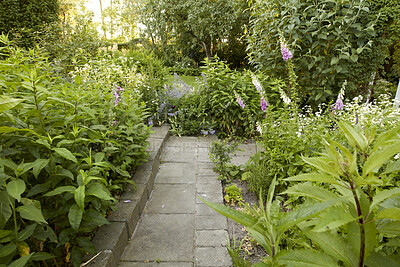 Buy stock photo Backyard, with greenery, stone path and purple flowers blossoming and growing on a sunny spring day outdoors. Scenic, calm and peaceful landscape view in nature. Beautiful environment in season