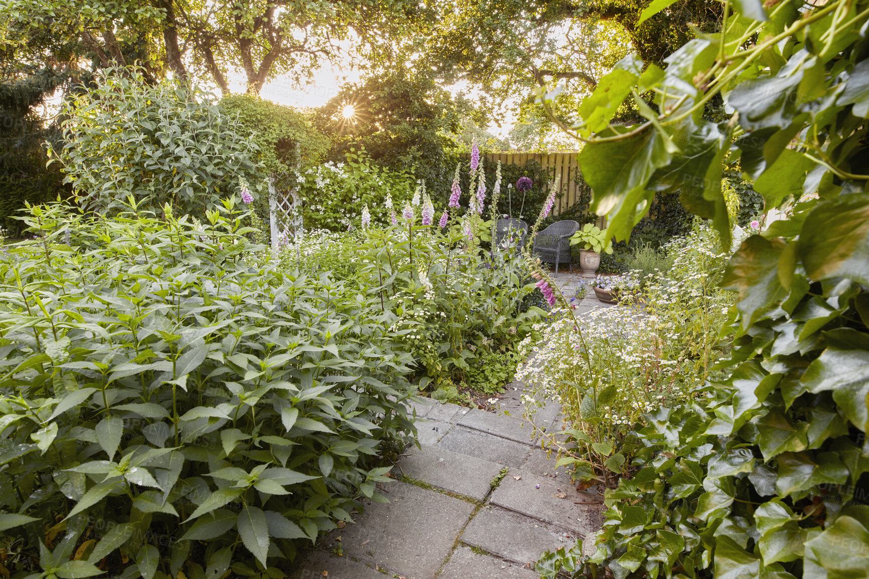 Buy stock photo Beautiful, relaxing and green plants and flowers in garden outside isolated in fenced yard in spring. Landscape of common foxglove herbs, greenery and perfect natural flora gardening in the backyard
