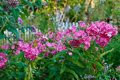 Buy stock photo Beautiful, bright and pink flowers growing in a backyard garden in summer. Pretty flowering phlox plant flourishing and blooming in a park. Flora and plants blossoming for a nature background