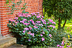 Beautiful flowers from my garden