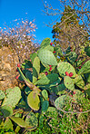 Cactus life - outdoor