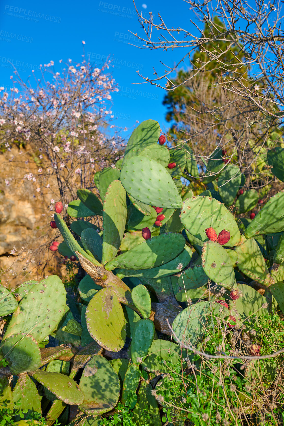 Buy stock photo Prickly Pear Cactus  - outdoor image from Spain