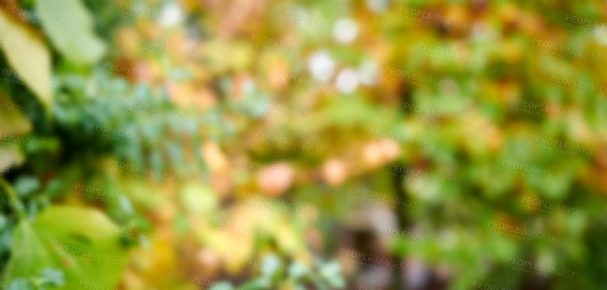 Buy stock photo Beautiful, sunny and empty outside garden in the fall with colorful vibrant green and autumn brown leaves. Blurred outdoor nature background with abstract foliage of trees and plants.