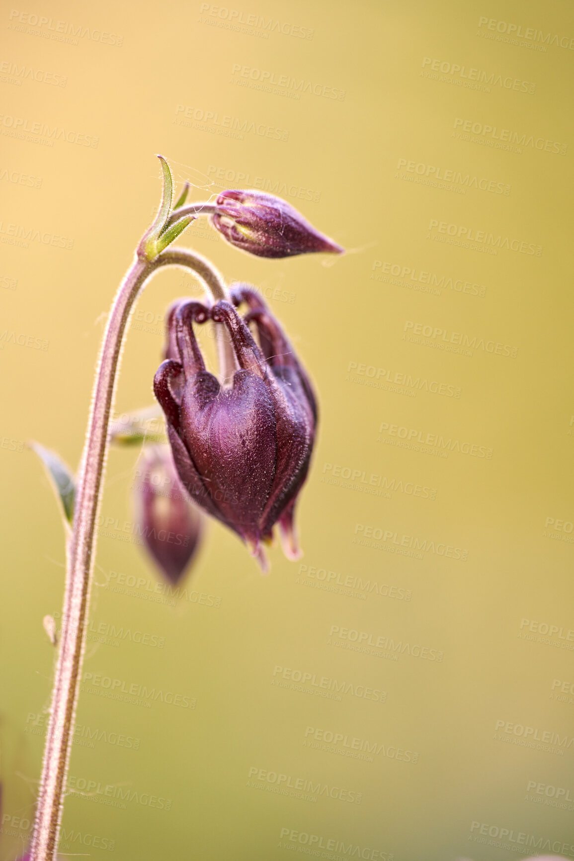 Buy stock photo A series of beautiful garden photos