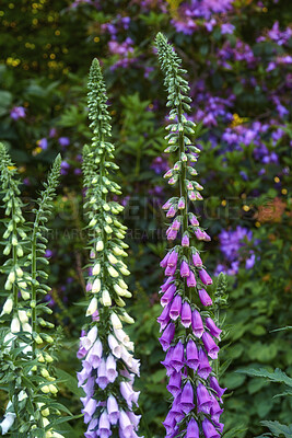 Buy stock photo Beautiful, colorful flower plants in full bloom in a garden or grass field of a forest in Spring or Summer. Closeup of common foxgloves growing in nature surrounded by green leaves and trees. 