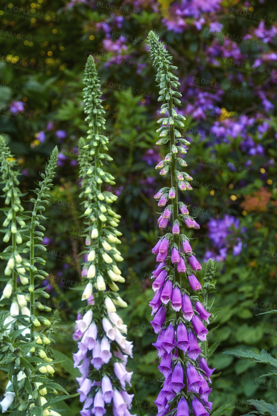 Buy stock photo Beautiful, colorful flower plants in full bloom in a garden or grass field of a forest in Spring or Summer. Closeup of common foxgloves growing in nature surrounded by green leaves and trees. 