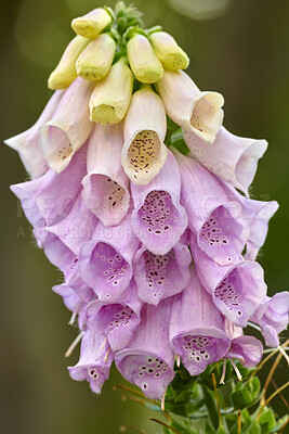 Buy stock photo A series of beautiful garden photos