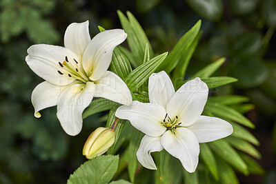 Buy stock photo Closeup, white and beautiful summer flowers blooming in green home garden or backyard. Texture, detail and background of easter lily plants flowering in yard with open stamens for insect pollination