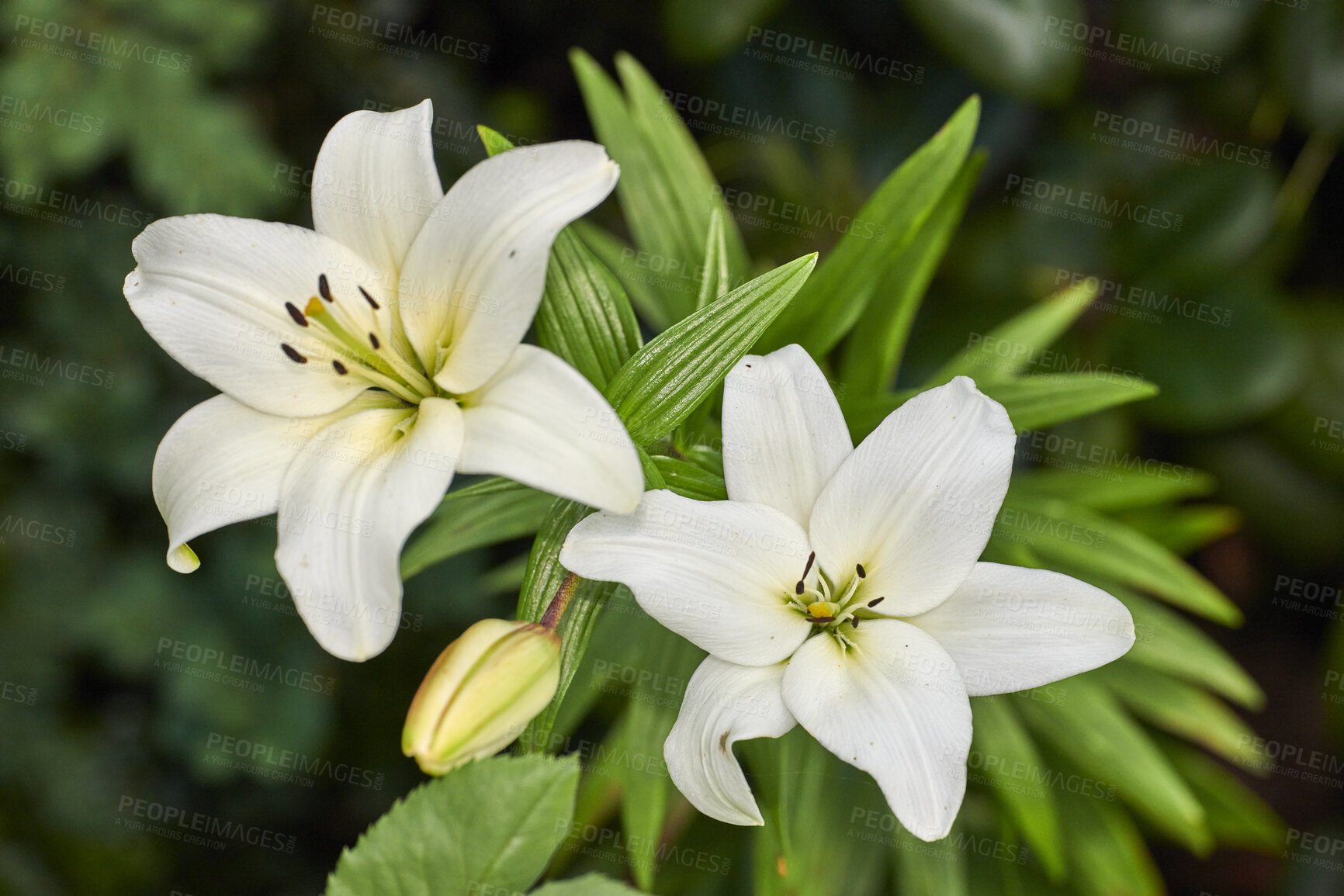 Buy stock photo Closeup, white and beautiful summer flowers blooming in green home garden or backyard. Texture, detail and background of easter lily plants flowering in yard with open stamens for insect pollination