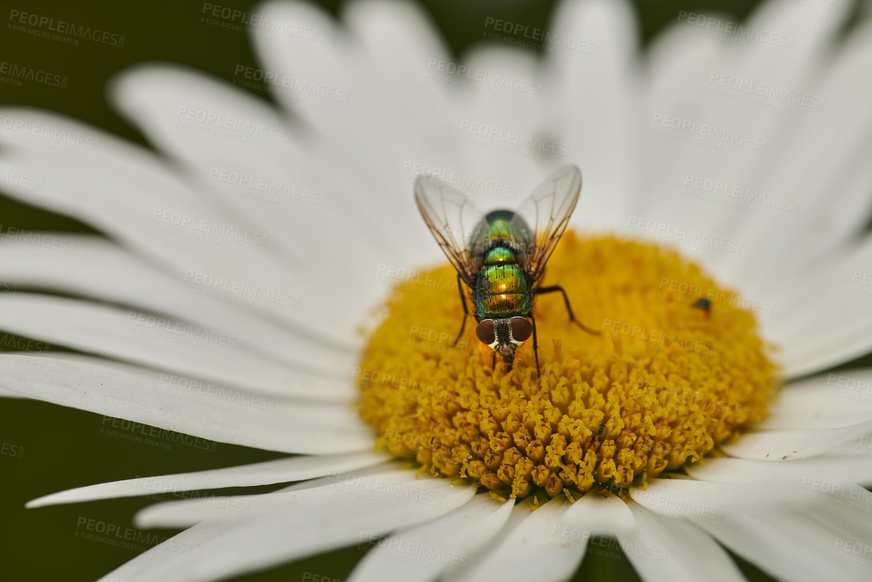 Buy stock photo Pollen, plants and flower being pollinated by a fly in a nature park, garden or field. Insect, bee or bug collecting, gathering or getting nectar from a daisy flower in a natural environment