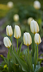 White tulips in my garden