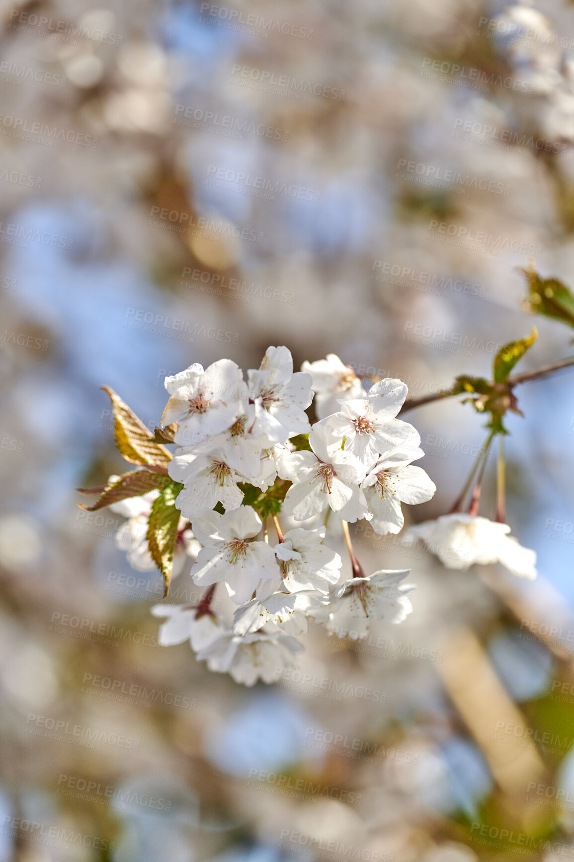 Buy stock photo Pretty, beautiful and bright white flowers growing in a spring park or garden. Landscape of many tiny flower petals on a warm sunny day outdoors. Closeup of flowering trees in the summer season