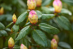 Rhododendron - garden flowers in May