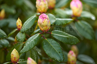 Buy stock photo Rhododendron is a genus of 1,024 species of woody plants in the heath family, either evergreen or deciduous, and found mainly in Asia, although it is also widespread throughout the Southern Highlands of the Appalachian Mountains of North America.