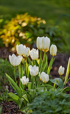 Buy stock photo Beautiful, calm and quiet flowers growing in a green garden on a sunny day. Closeup of wild Tulips in harmony with nature in a serene, peaceful backyard. Soothing pure white blooms in a fresh field