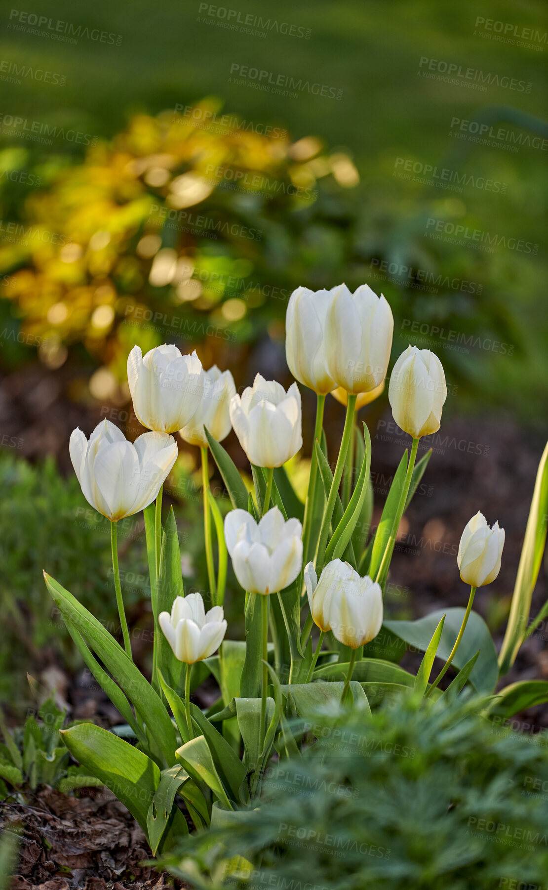 Buy stock photo Beautiful, calm and quiet flowers growing in a green garden on a sunny day. Closeup of wild Tulips in harmony with nature in a serene, peaceful backyard. Soothing pure white blooms in a fresh field