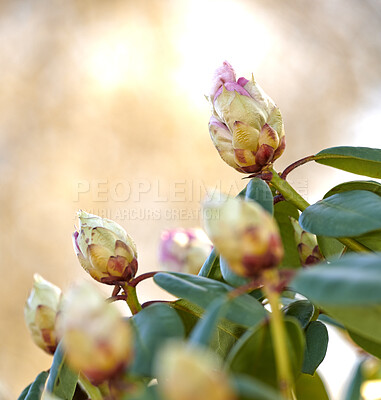 Buy stock photo Rhododendron is a genus of 1,024 species of woody plants in the heath family, either evergreen or deciduous, and found mainly in Asia, although it is also widespread throughout the Southern Highlands of the Appalachian Mountains of North America.