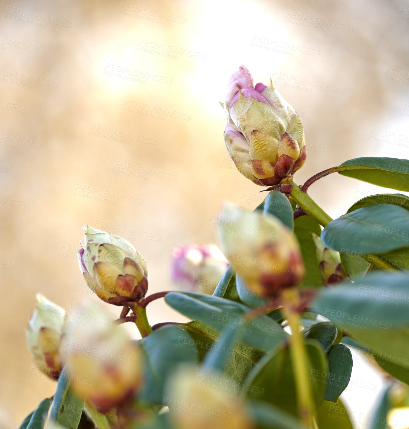 Buy stock photo Rhododendron is a genus of 1,024 species of woody plants in the heath family, either evergreen or deciduous, and found mainly in Asia, although it is also widespread throughout the Southern Highlands of the Appalachian Mountains of North America.