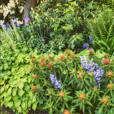 Buy stock photo Colorful, green and wild garden with plants growing outside in spring for nature copy space background. Landscape of different flowers, leaves and bushes in lush, overgrown and vibrant backyard park