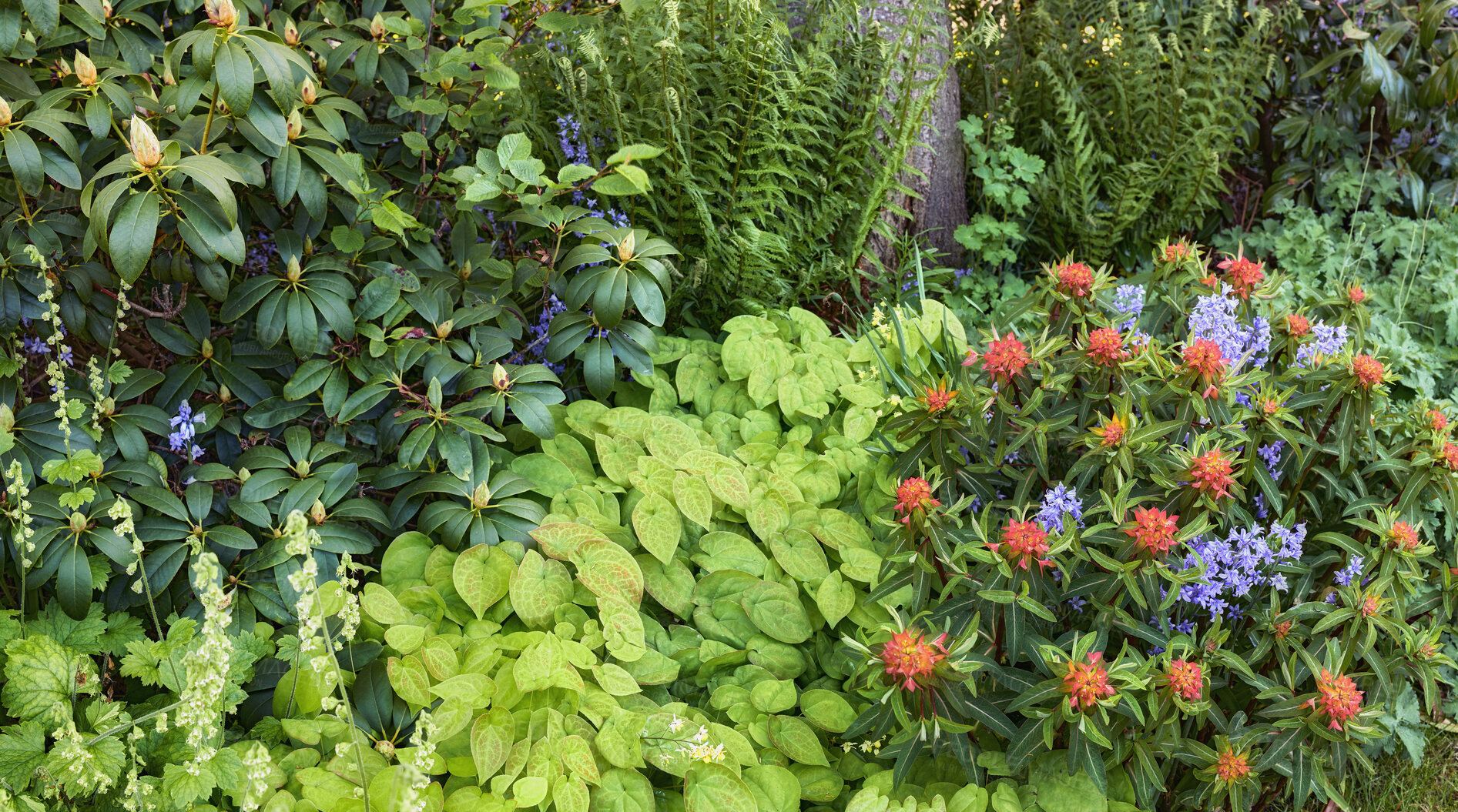 Buy stock photo Vibrant, colorful and green home garden with growing orange fireglow griffiths spurge, purple spanish bluebell flowers and barrenwort. Bright flowering spring plants blooming in private nature park 